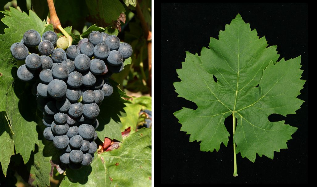 Mazuelo (Carignan Noir) - Weintraube und Blatt