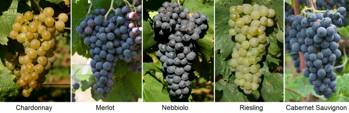 Cépages nobles - Chardonnay, Merlot, Nebbiolo, Riesling, Cabernet Sauvignon