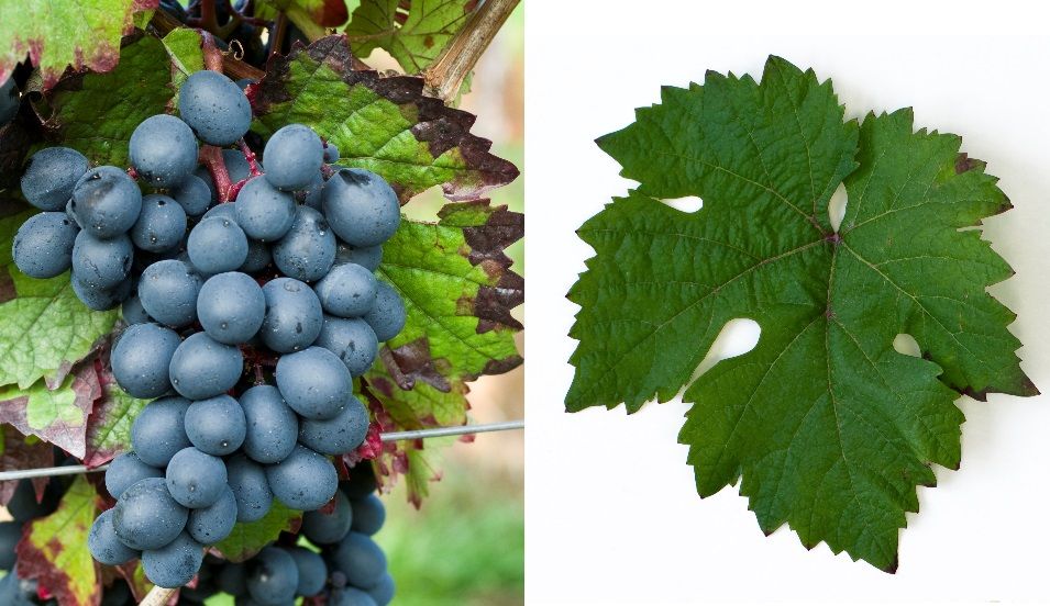 Granatovy - Weintraube und Blatt