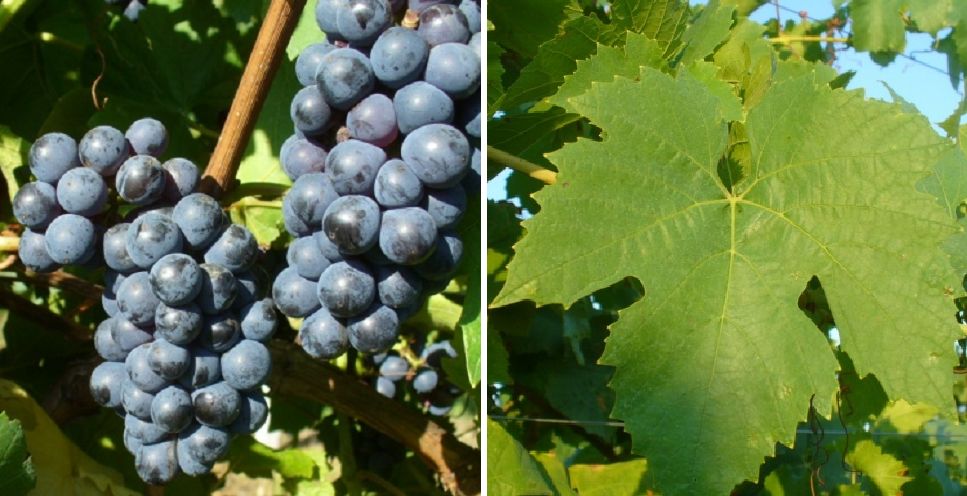 Pliniana - Weintraube und Blatt