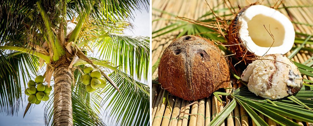 Kokosnuss - Baum und Frucht