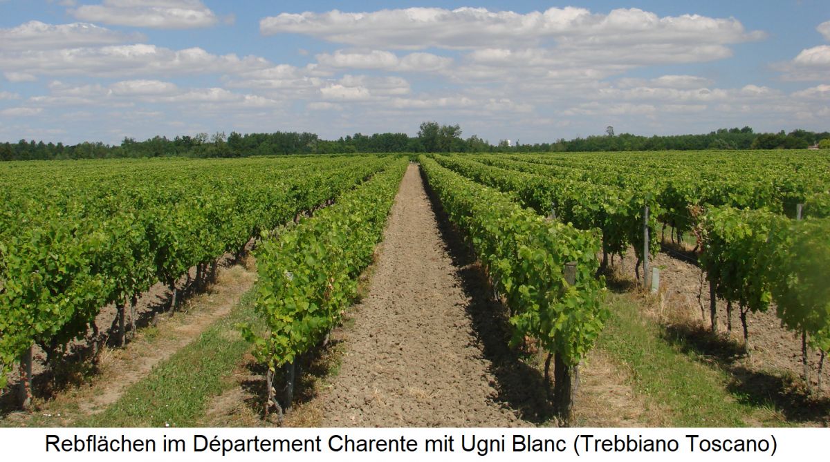 Charente - Rebflächen mit Ugni Blanc (Trebbiano Toscano)