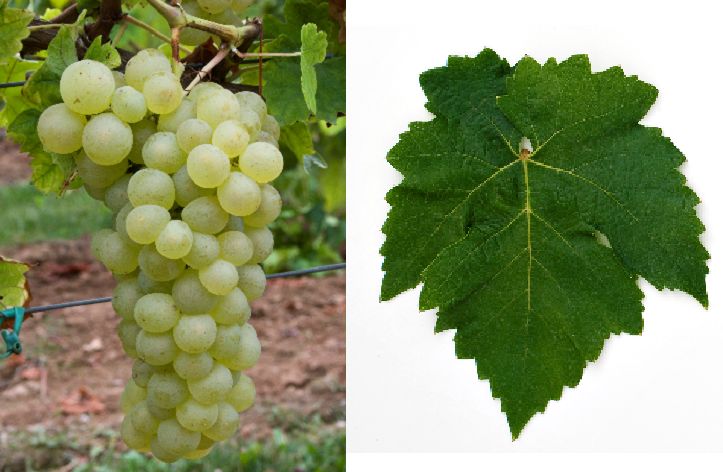 Almeria - Weintraube und Blatt