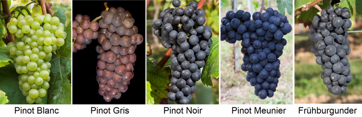 Pinot-Sorten - Pino Blanc, Pinot Gris, Pinot Noir, Pinot Meunier, Frühburgunder