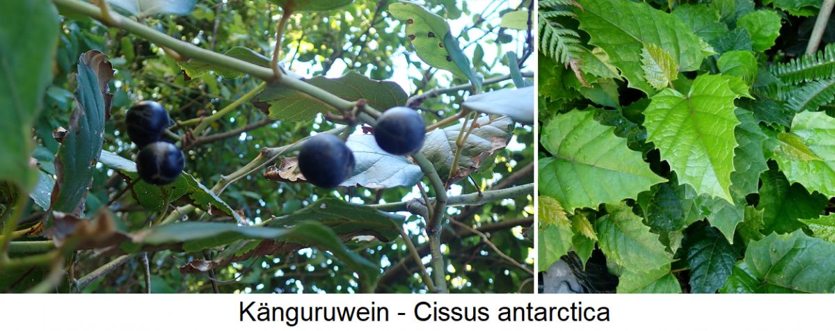 Känguruwein (Cissus antarctica) - Beeren und Blätter