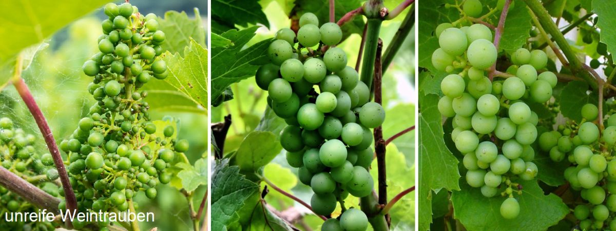 Maturation - drei unreife Weintrauben (grün)