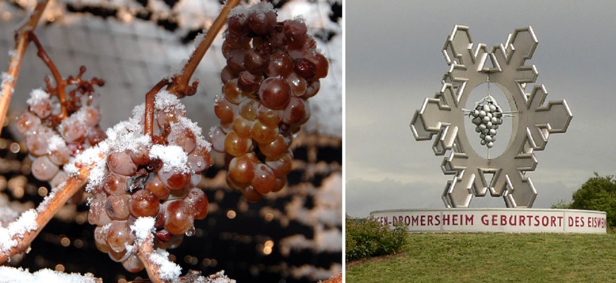 Eiswein - gefrorene Weintraube und Denkmal bei Dromersheim