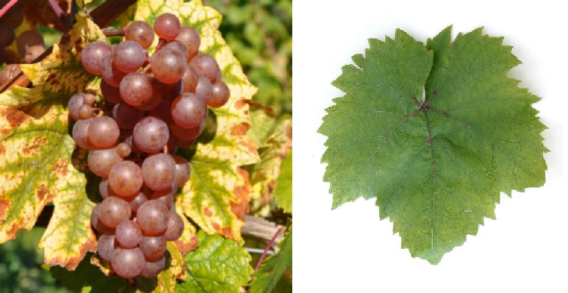 Dreifärbiger Heunisch - Weintraube und Blatt