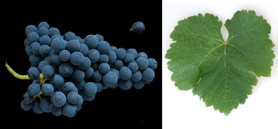 Feridac - Weintraube und Blatt