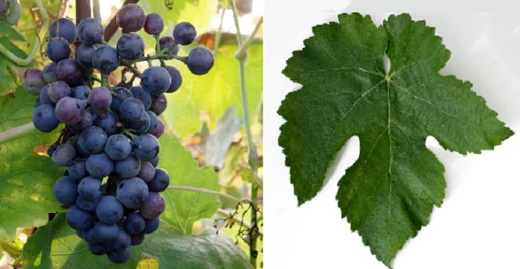 Jacquez - Weintraube und Blatt