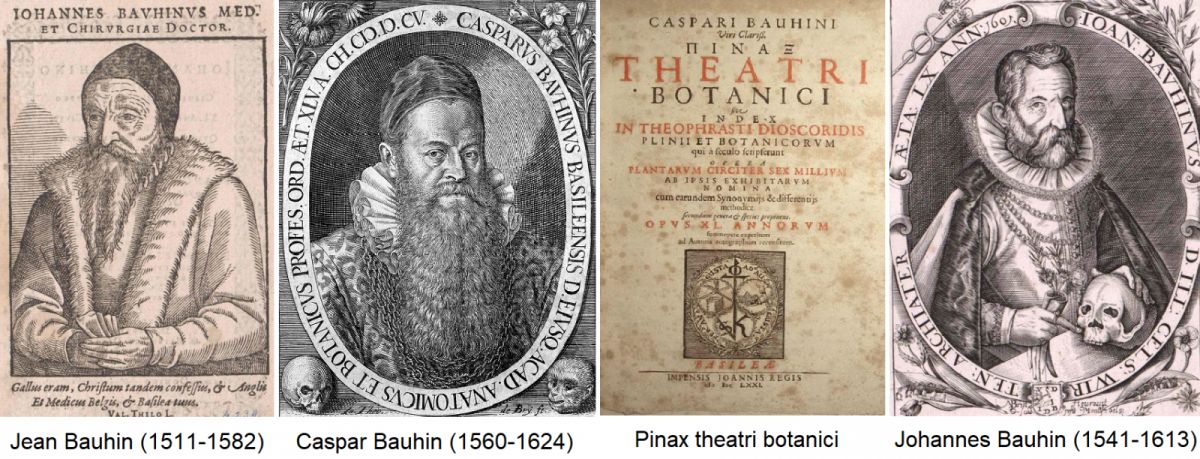 Bauhin, Jean Bauhion, Caspar Bauhin, Cover Pinac theatri botanici und Johannes Bauhin