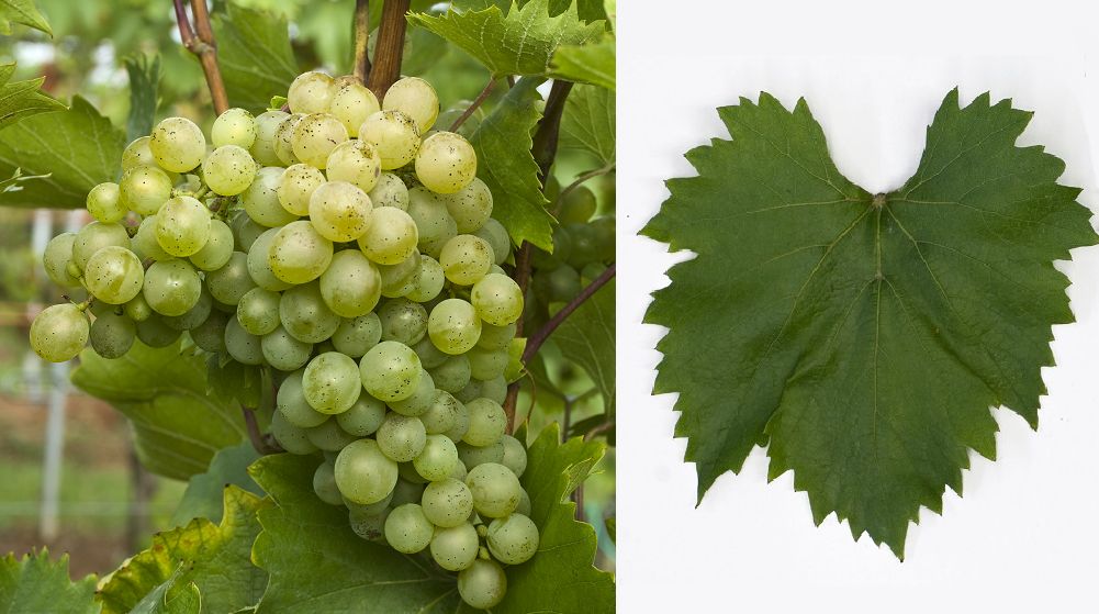 Dunavski Lazur - Weintraube und Blatt