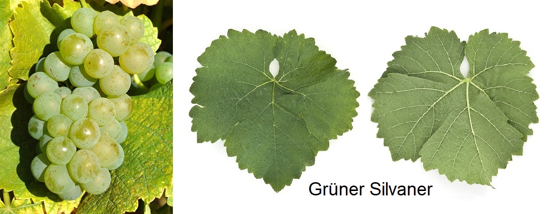 Silvaner - Grüner Silvaner, Weintraube und Blatt